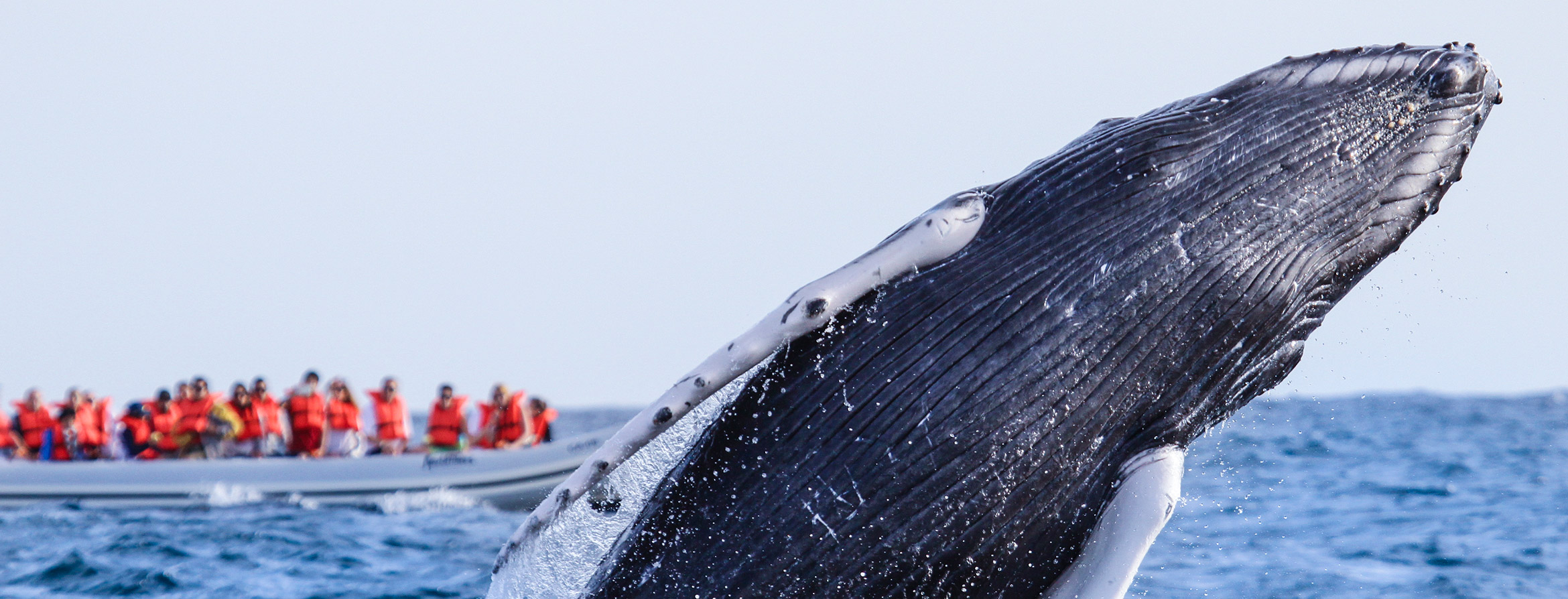 Whale jumping